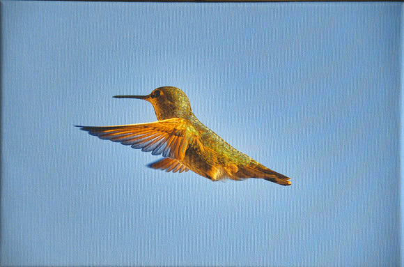 Anna's Hummingbird Golden Hour