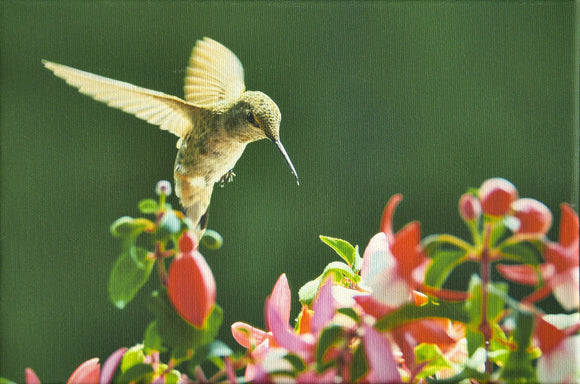 Anna's Hummingbird Approach