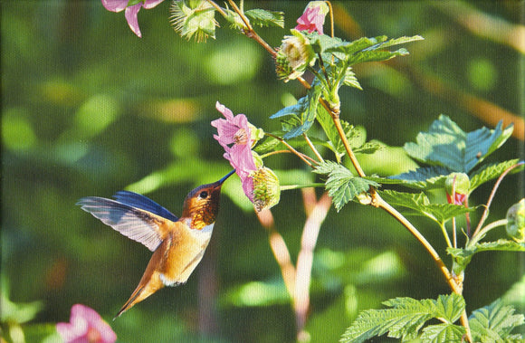 Rufous Hummingbird 1