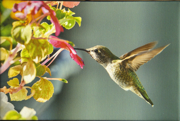 Anna's Hummingbird