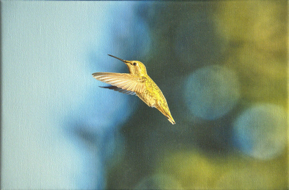 Anna's Hummingbird Blue Green