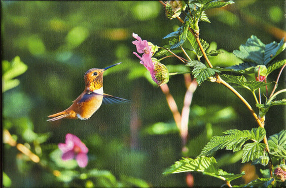 Rufous Hummingbird 2