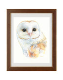 Barn Owl-2
