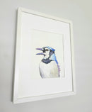Blue Jay portrait-2