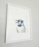 Blue Jay portrait