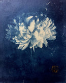 Chrysanthemum of Offerings-2