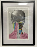 Stress (Neck Muscle Study)-2