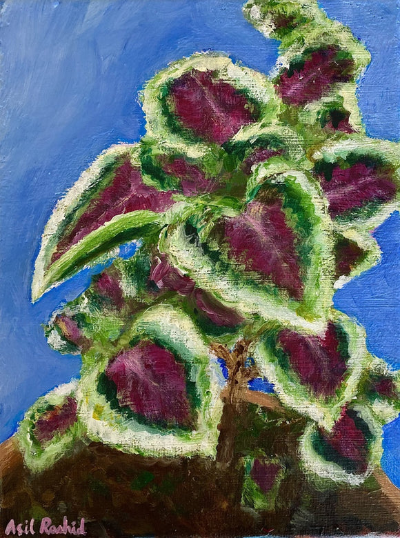 Coleus on Blue