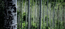 Aspens-1