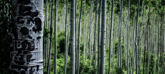 Aspens