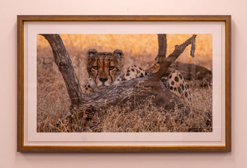 Cheetah Behind Wood