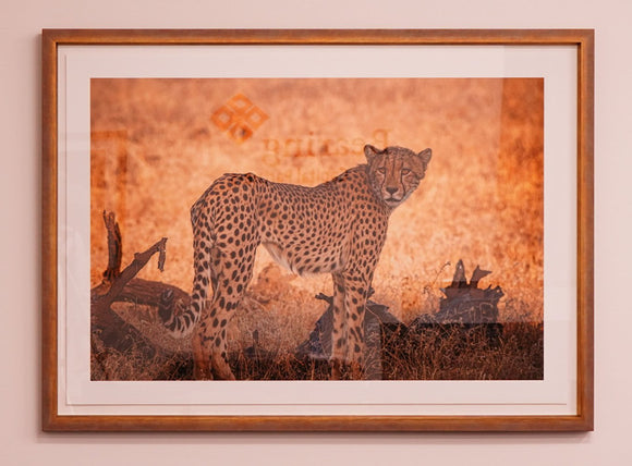 Cheetah at Sunset