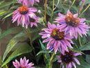 Purple flowers-2