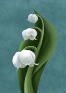 Lily of the valley-2