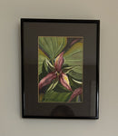 Red Trillium-2