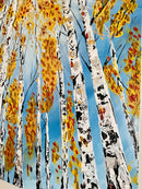 Silver Birch-2