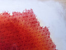 Fervor-2