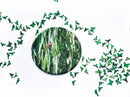 Mixed Natur #2229-2