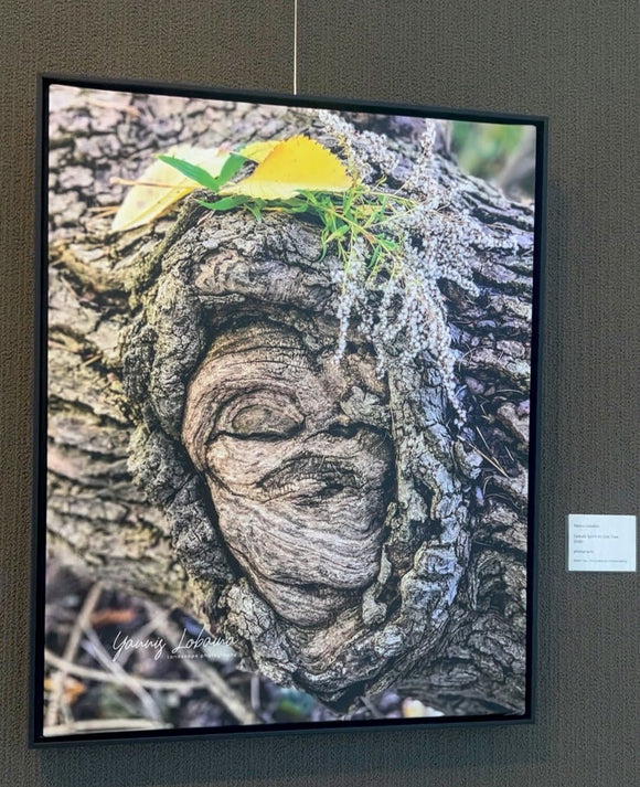 Female Spirit An Oak Tree