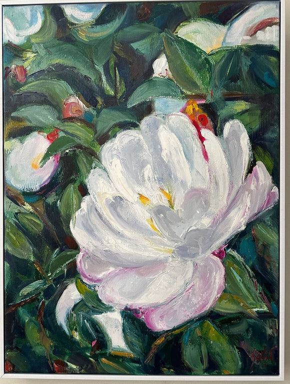 Camellia Dream II