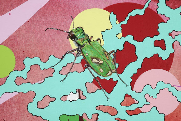 Stardust, (Ohlone tiger beetle)