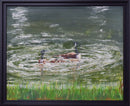 Swimming Geese-2