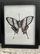 Butterfly Wings-3