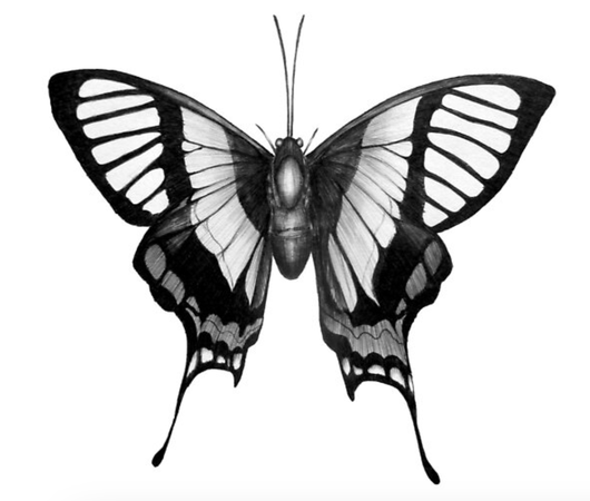 Butterfly Wings