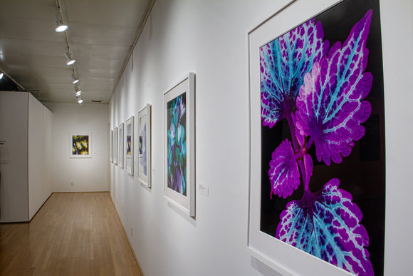 Coleus, Main Street LaRamba