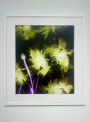 Centaurea Cyanus, Cornflower-2
