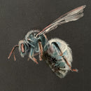 Blue Bee-2