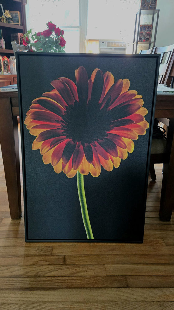 Dark Daisy Yellow