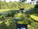 Iris Pond-2