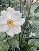 In the Garden 1-2
