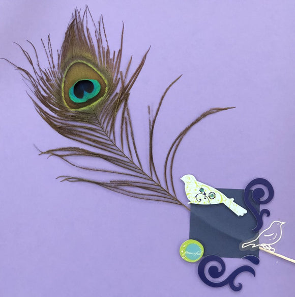 Peacock and Plumage