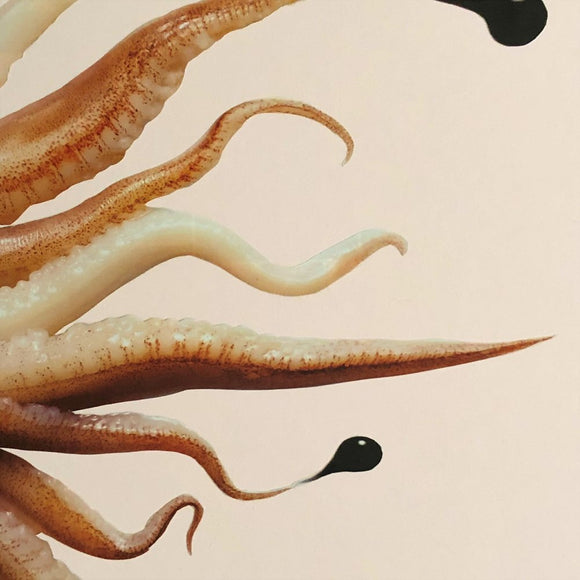Octopus