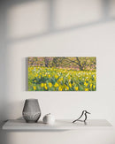 Field of Gold-2
