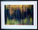 Enchanted Forest-2