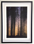 Spirit of the Pines-2
