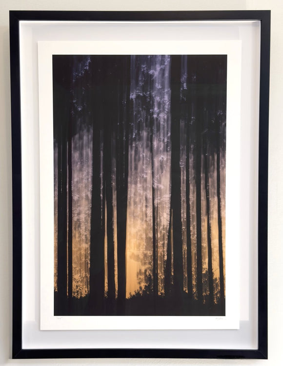 Spirit of the Pines