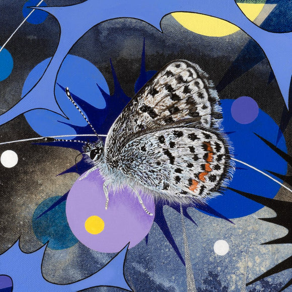 In Starlight, (Bauer's dotted-blue butterfly)