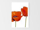 Two Poppies-2
