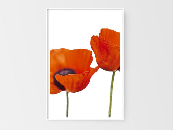 Two Poppies