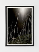 Hostas and Light-2