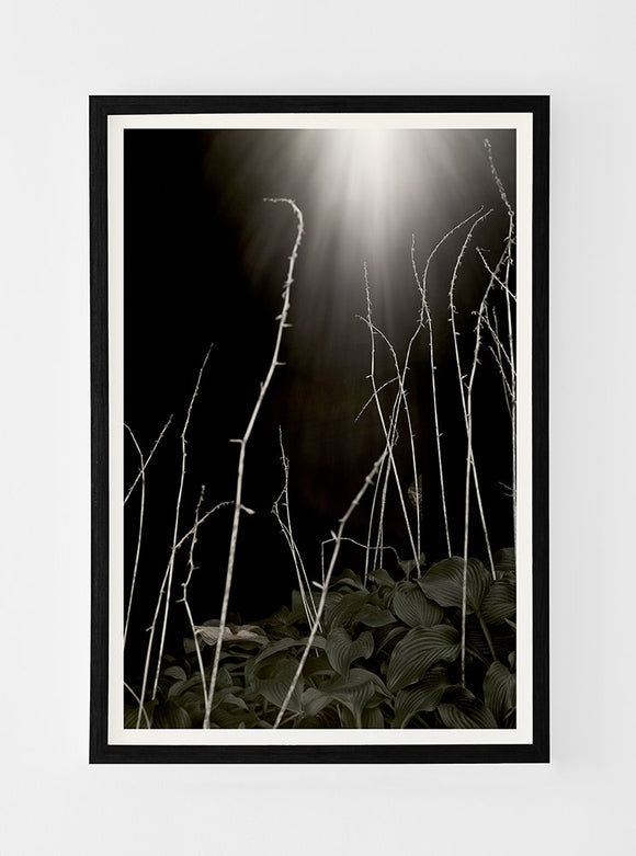 Hostas and Light