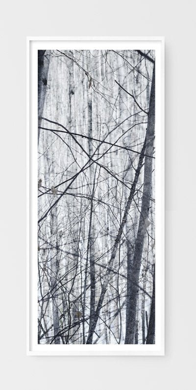 Winter Trees Collage
