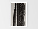 Condor Feather-2