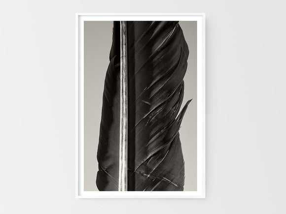 Condor Feather