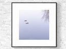 Ducks No4-2
