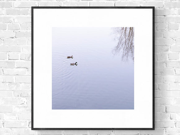 Ducks No4